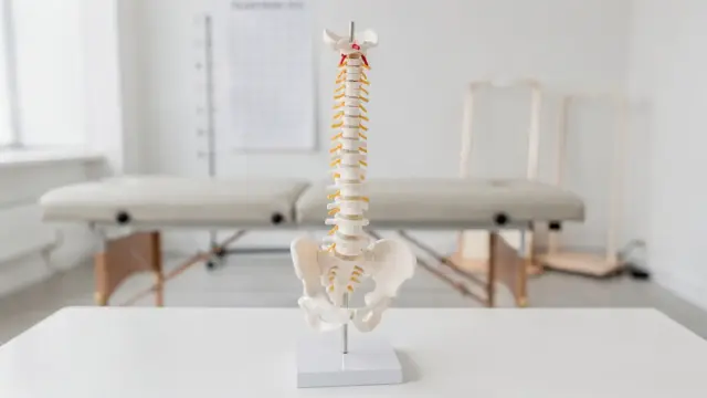 Osteopathie bei Skoliose: Anatomiemodell der Wirbelsäule in einer hellen Praxis